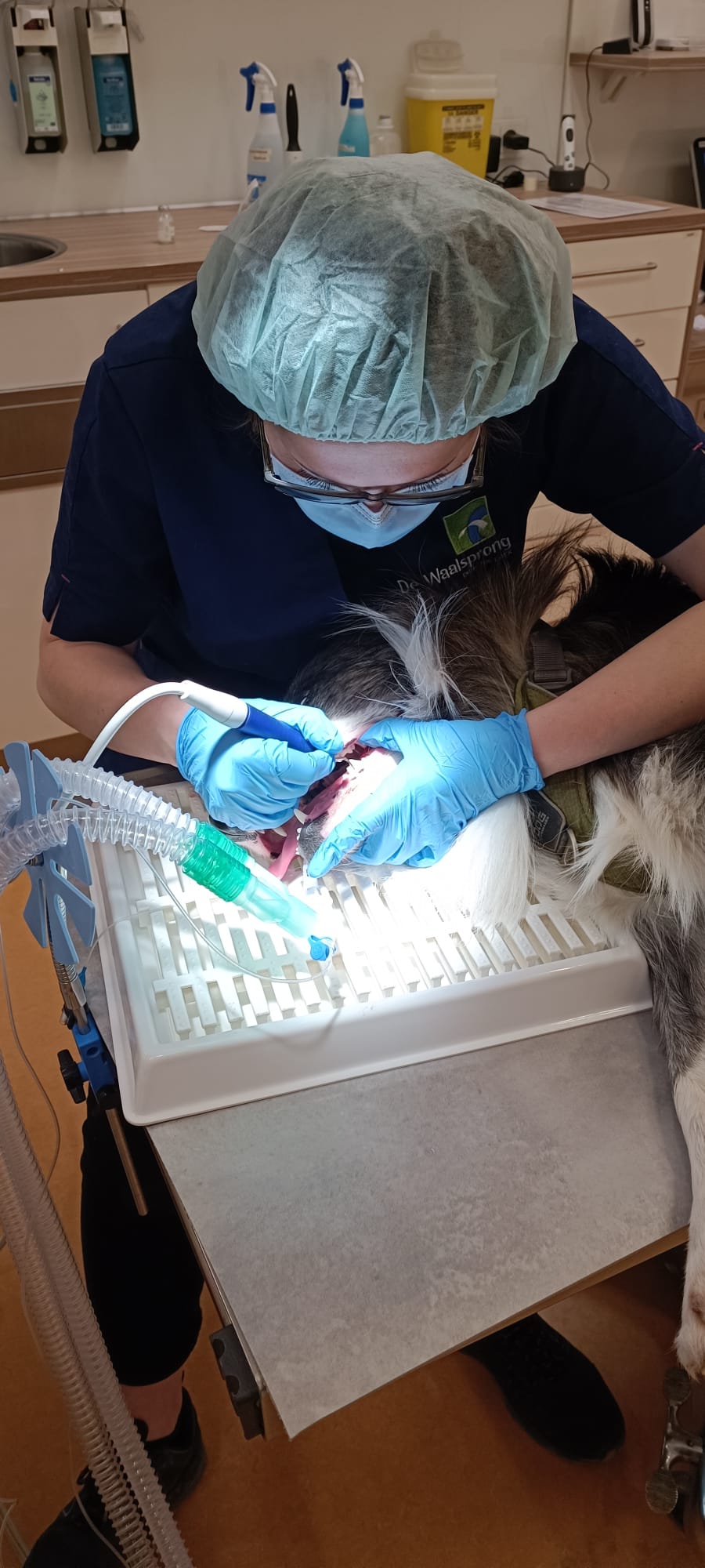 Dit is een hond waarbij het gebit wordt schoongemaakt. Dit gaat onder narcose en de hond heeft een tube in de keel.