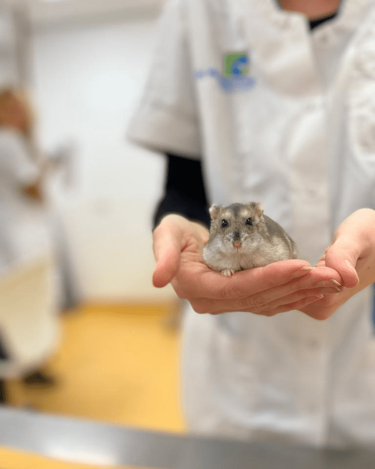 Knaagdieren Dierenkliniek de Waalsprong