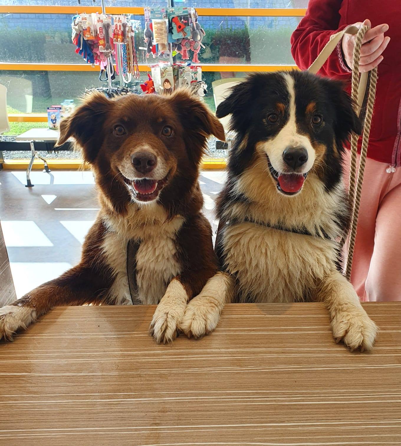 Honden - Dierenkliniek de Waalsprong