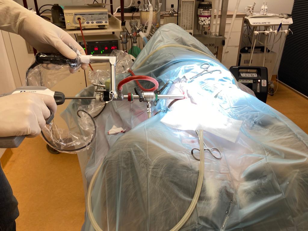 Chirurgie - Dierenkliniek de Waalsprong