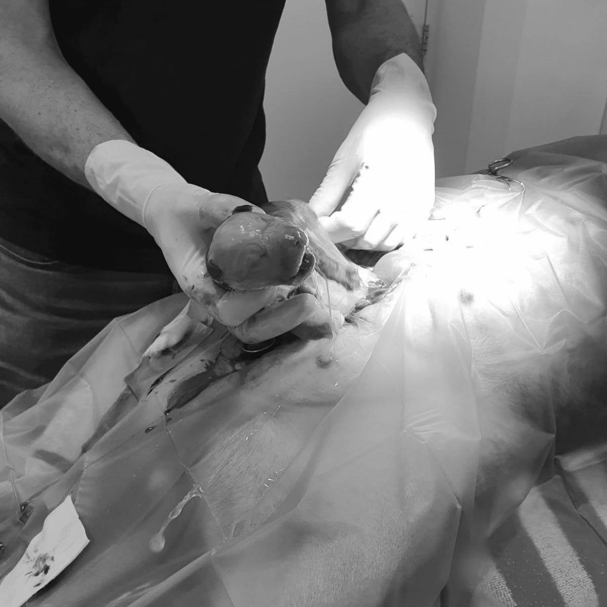 Voortplantingsbegeleiding - Dierenkliniek de Waalsprong