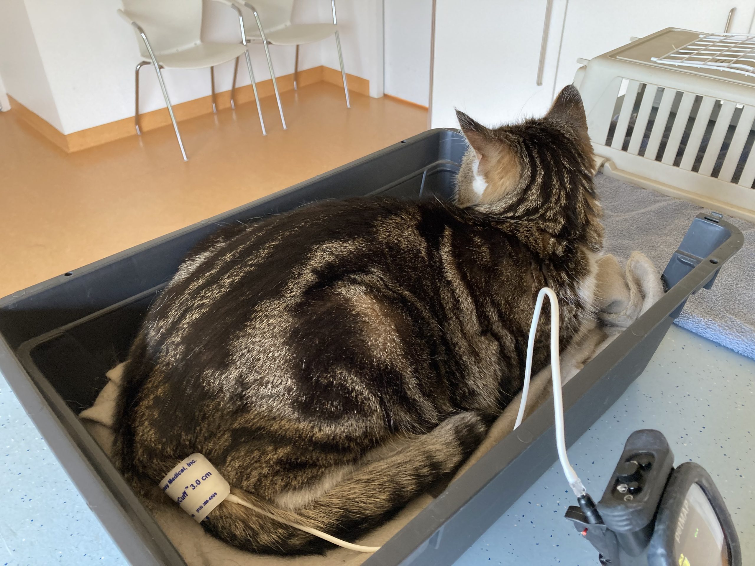 bloeddruk meten bij de kat kan met een band rond de staart