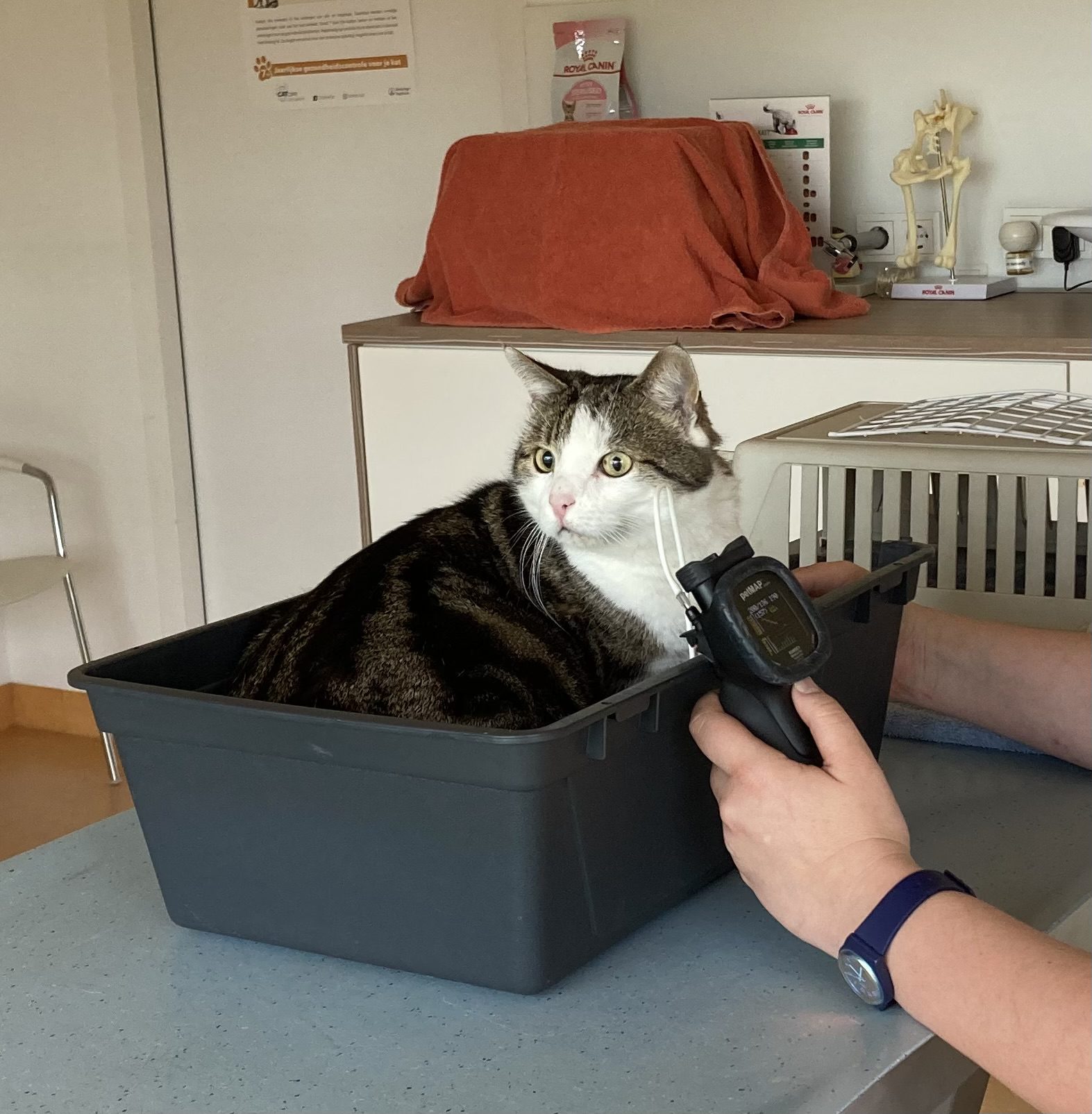Een bloeddrukmeting bij een kat
