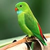 icon-parakeet