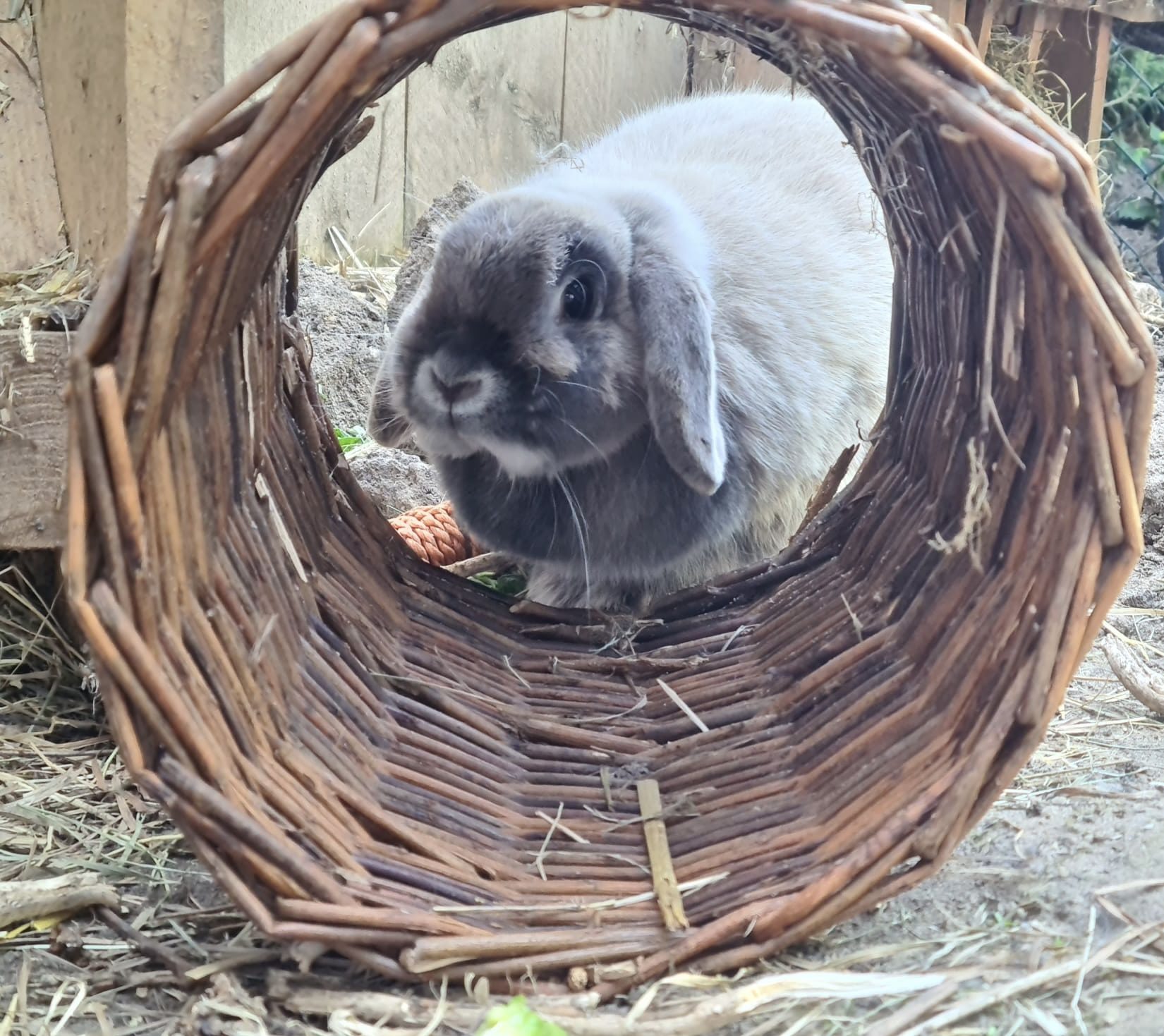 Een konijn heeft voldoende plekken nodig om zich te kunnen verschuilen