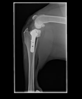 Röntgen - Dierenkliniek de Waalsprong